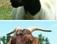 Small ruminant images
