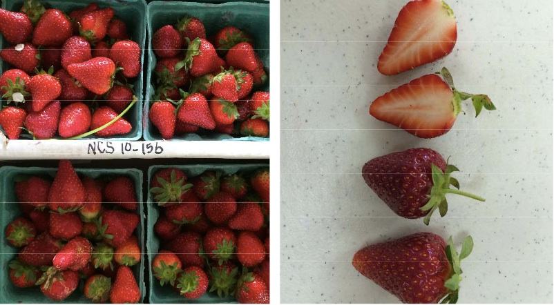 Pictures of NCS 10-156 strawberries