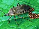 Brown stink bug on a green leaf beside a cluster of brown eggs.