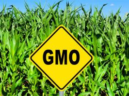 Yellow diamond sign reading "GMO" standing in front of a cornfield
