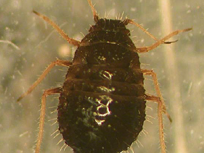 Sipha maydis adult. Photo from J. Sorensen, California Department of Food and Agriculture.