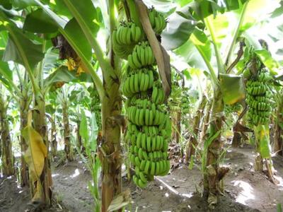 Large hanging bunch of unripe green bananas among rows of banana plants