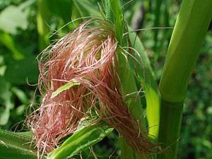 Pink corn silk emerging from a green corn ear and stalk