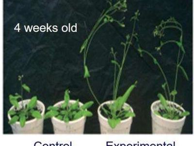 Arabidopsis in study