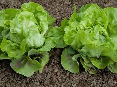 lettuce