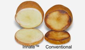 Simplot Gmo FDA Approves Second Generation of Simplot GMO Spuds - Ag BioTech | NC ...
