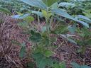 Young soybean plant in a field with straw mulch; corner text "5503805".