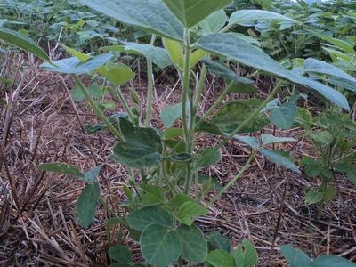 Young soybean plant in a field with straw mulch; corner text "5503805".