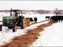 Tractor spreading hay in snowy field as cows feed