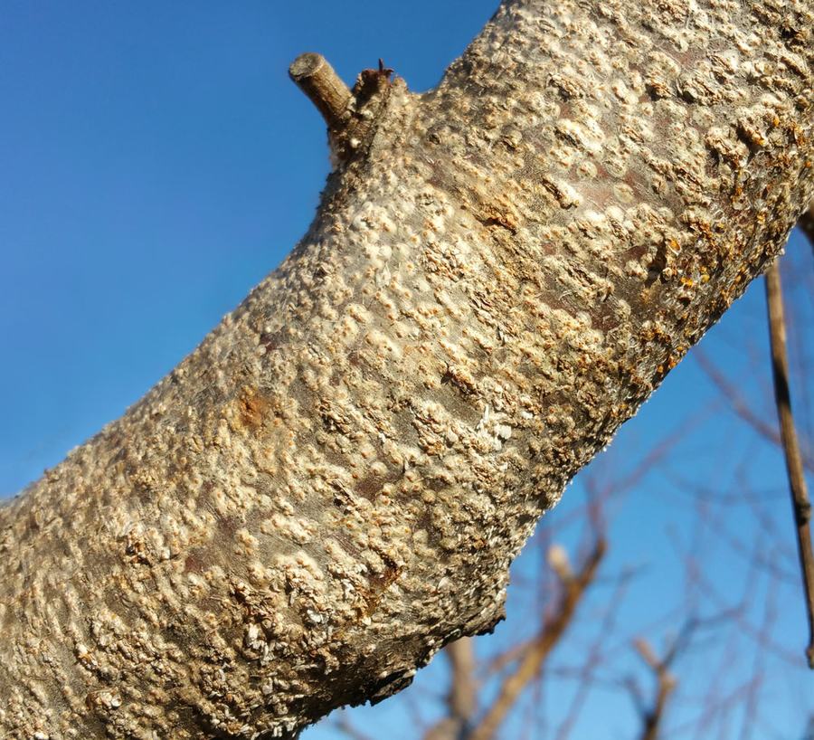 White peach scale on peach tree. Photo by Debbie Roos.