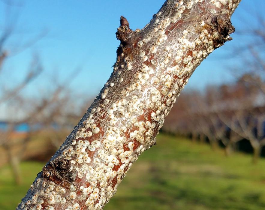 White peach scale on peach tree. Photo by Debbie Roos.
