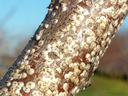 Woody branch covered in clustered white armored scale insects