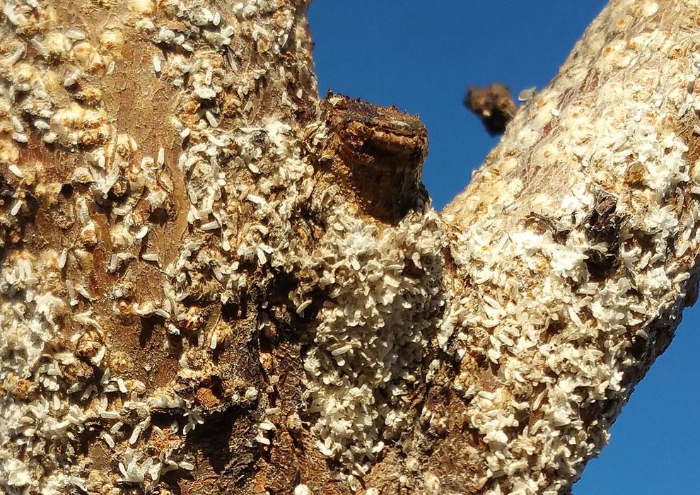 Close-up of male white peach scales. Photo by Debbie Roos.