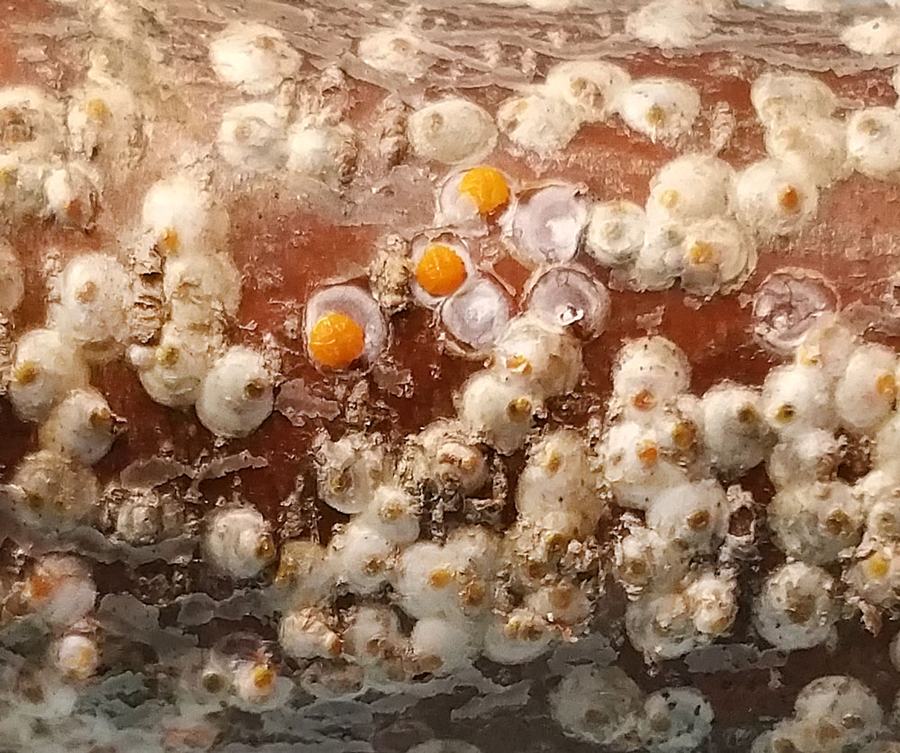 These orange white peach scale adult females were protected under their armored covering and uncovered with a knife. Photo by Debbie Roos.