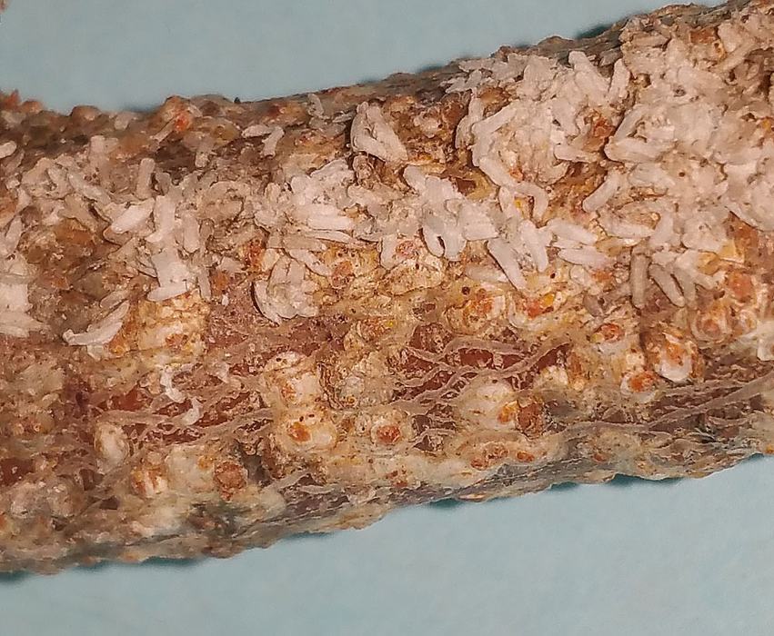 White peach scale males. Photo by Debbie Roos.