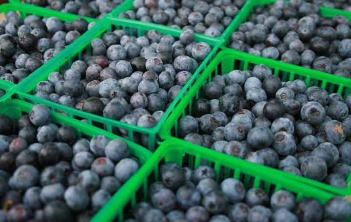 Blueberries filling green plastic market baskets