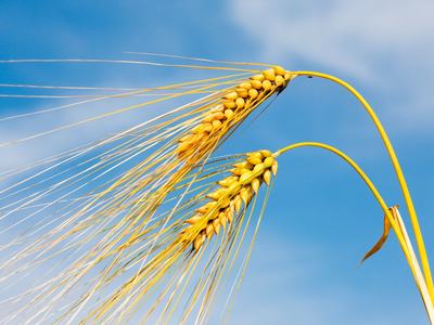 Two golden wheat stalks bending against a blue sky