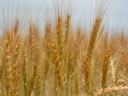 Golden wheat heads clustered in a field, close-up