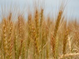 Golden wheat heads clustered in a field, close-up