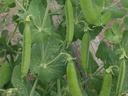 Green pea pods hanging from a vine among leaves