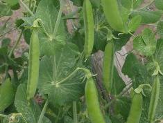 Green pea pods hanging from a vine among leaves
