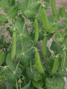 Peas Small