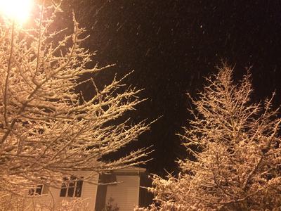 Snow-covered tree branches under a streetlight at night with falling snow