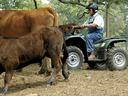 Man wearing helmet on ATV driving among cattle in a fenced pasture
