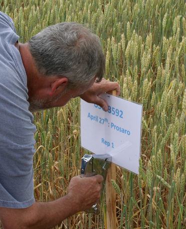 Researcher posting sign in wheat trial plot