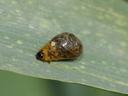 Cereal Leaf Beetle Larva