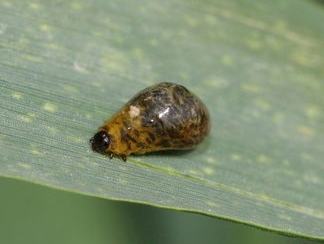 Cereal Leaf Beetle Larva