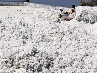 Two people sitting on a large mound of raw cotton