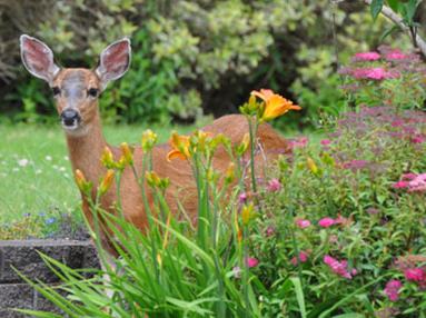 Young deer standing among garden flowers and shrubs