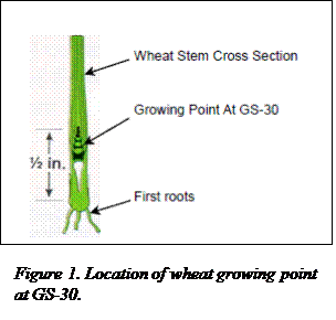 drawing showing the location of the growing point at GS-30 in wheat