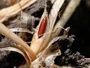 Hessian Fly Pupa