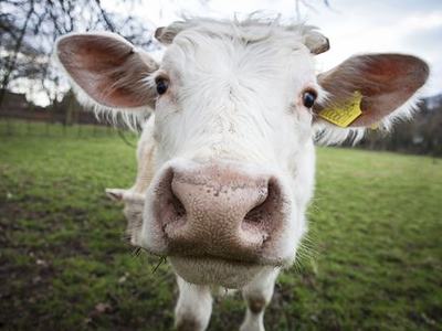 White cow close-up facing camera in grassy field with yellow ear tag