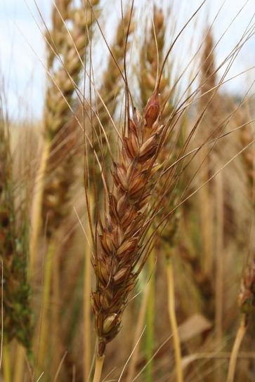 wheat 