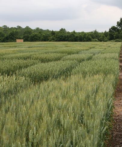 small grains variety test plots