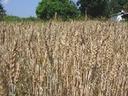 Ripe wheat stalks filling a field with trees and a partial house roof in the background