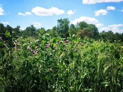 Green pea vines with purple flowers in a field under blue sky with scattered clouds