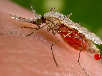 Mosquito on human skin with red blood droplet at tip of abdomen