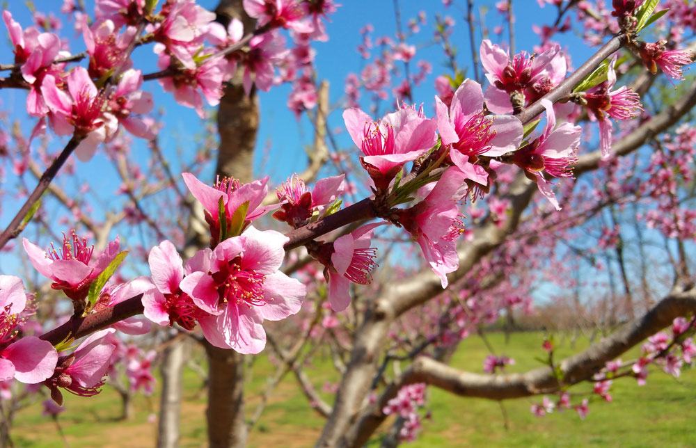 Peak peach bloom. Photo by Debbie Roos.