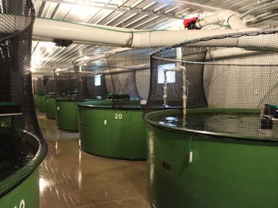 Indoor aquaculture room with row of large green circular fish tanks, tank 20 visible