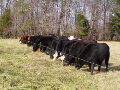 Cattle grazing