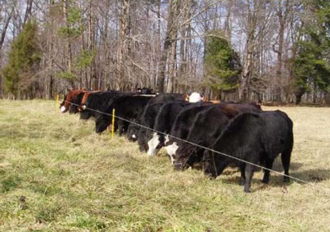 Cattle grazing