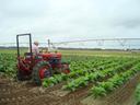 Farmer on red tractor driving between rows of young tobacco plants under center-pivot irrigation
