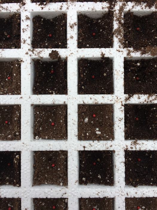 A tale of two cells: one wet and one dry. 