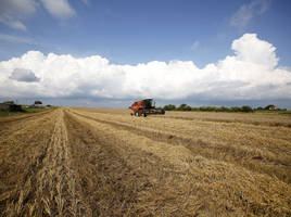 Red combine harvester in a harvested wheat field under a cloudy sky