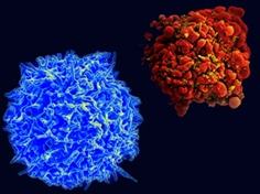 Two textured spherical cells, one blue and one red, against a dark background