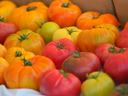 Assorted heirloom tomatoes in red, orange, and yellow packed in a crate
